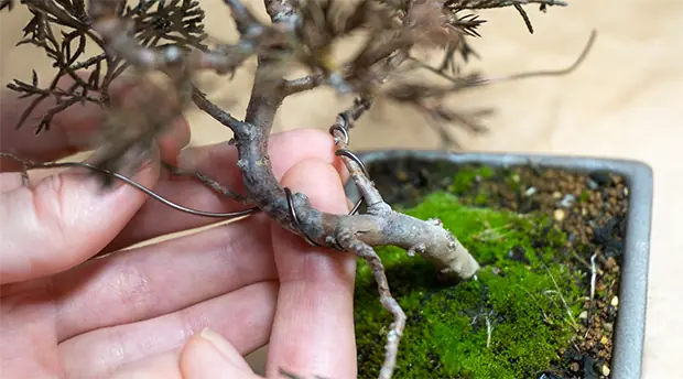 Bonsai Services Bonsai Services